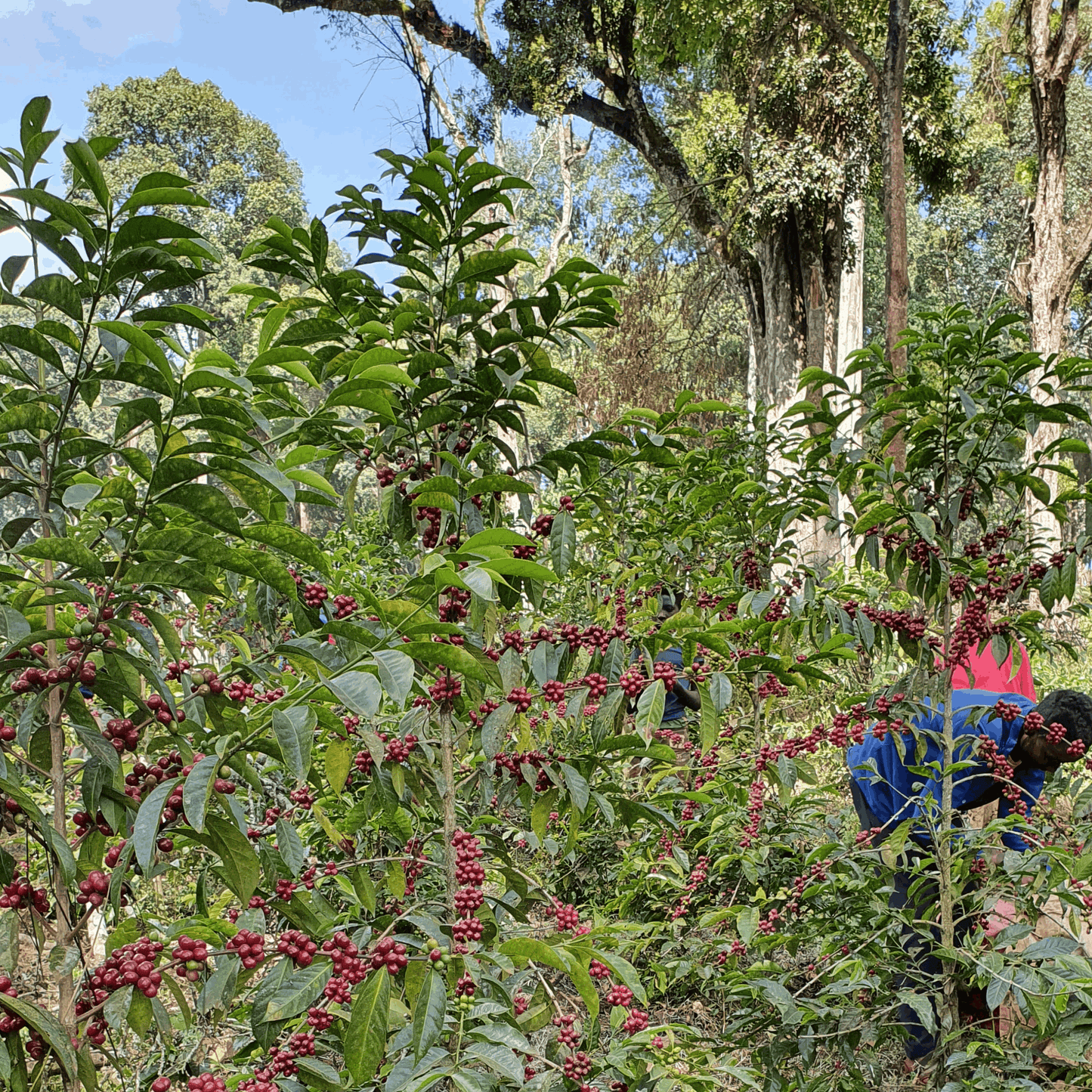 Ethiopia single origin speciality coffee - farmer picking beans