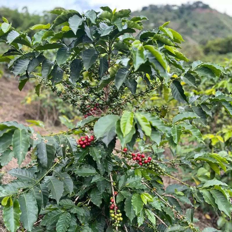 Colombia single origin speciality coffee - coffee beans in tree
