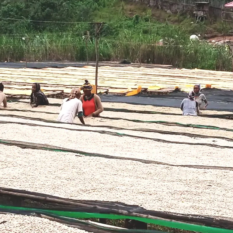 Ethiopia single origin speciality coffee - farmers sorting beans