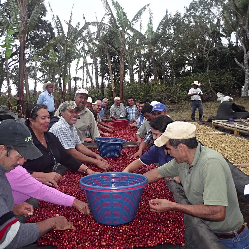 Guatemala single origin speciality coffee - farmers sorting beans
