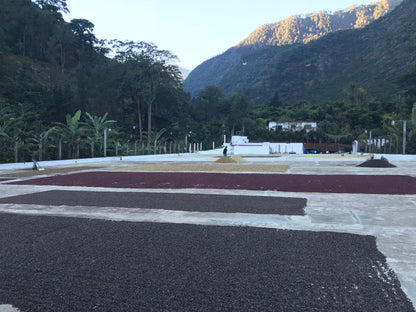 Drying coffee beans on an open area with mountains in the background