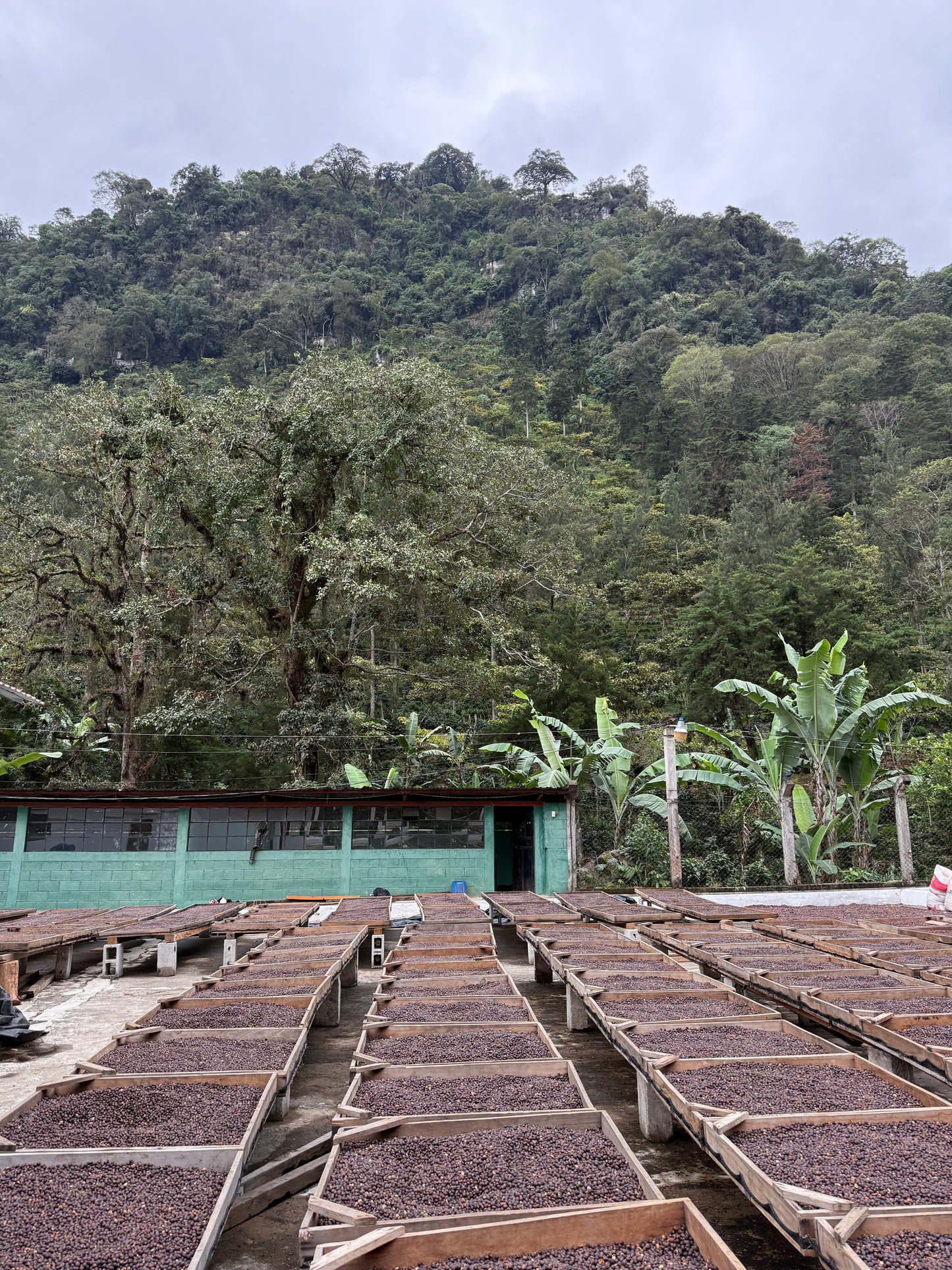 Coffee beans drying on beds outdoors with a forest in the background