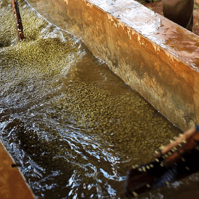 Ethiopia single origin speciality coffee - beans being washed